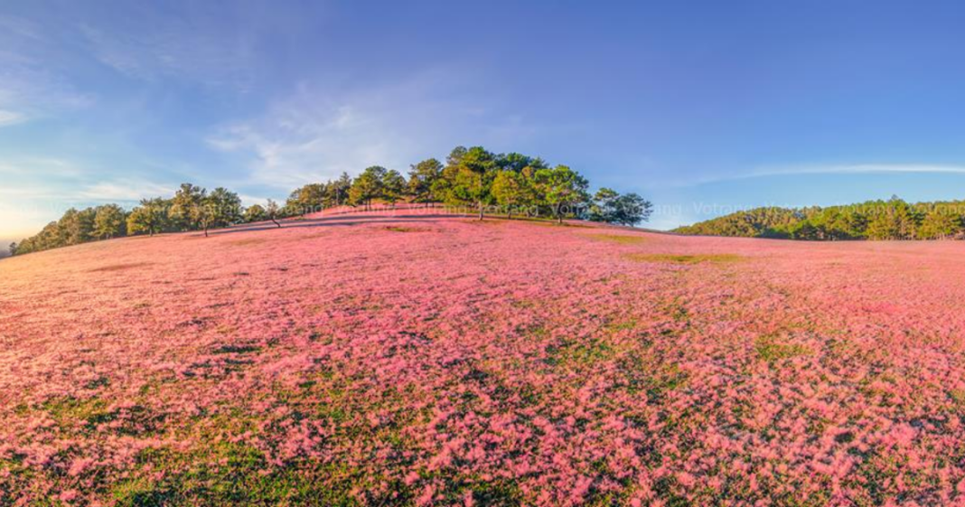 kham-pha-doi-co-hong-da-lat-thien-duong-cua-thien-nhien-lang-man1