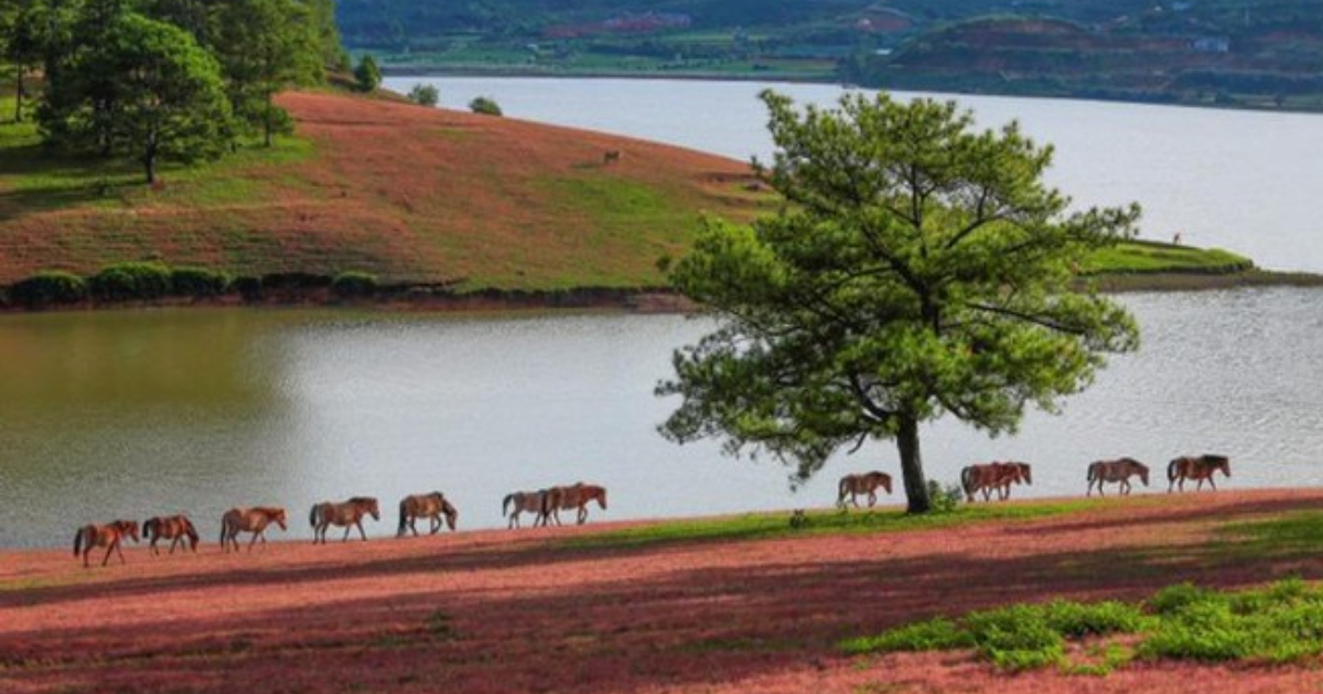 kham-pha-doi-co-hong-da-lat-thien-duong-cua-thien-nhien-lang-man5